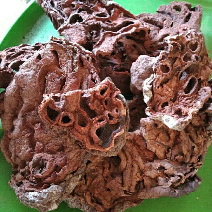 

Sarang Semut Asli Papua segar basah 1 kg