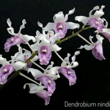 Dendrobium Nindii Seedling Anggrek