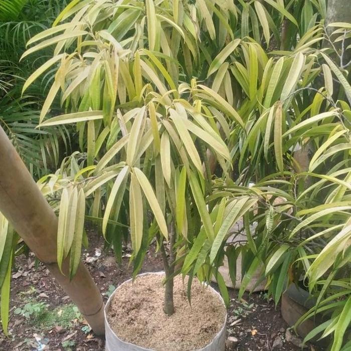 POHON PENEDUH BERINGIN KERATON/FICUS BENJAMINA TINGGI 1 METER