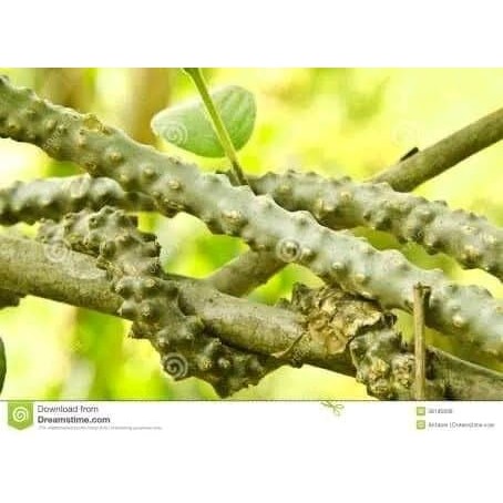 

Bratawali - Brotowali - brotowali segar di ambil dari kebun