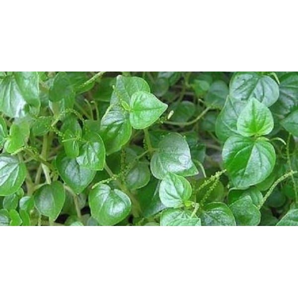 

DAUN SURUHAN SIMPLISIA KERING 500 GRAM