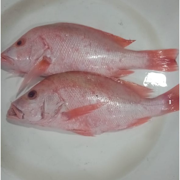 

Ikan Kakap Merah Segar 1KG Griya Sembada