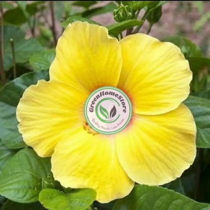 Tanaman Hias Pohon Kembang Sepatu Bunga Kuning / Kembang Sepatu