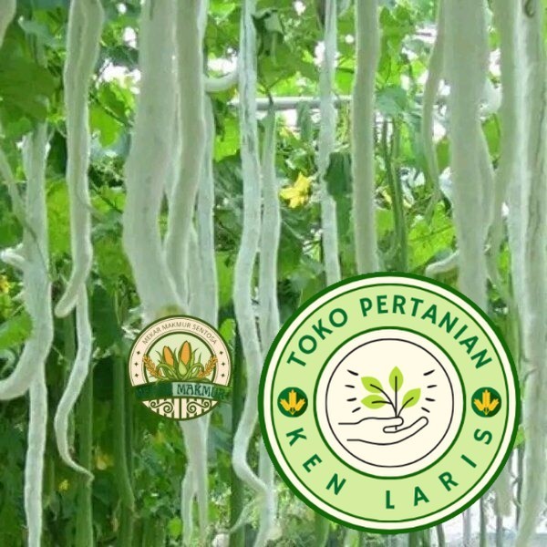 BENIH PARE BELUT F1  isi 15 BIJI