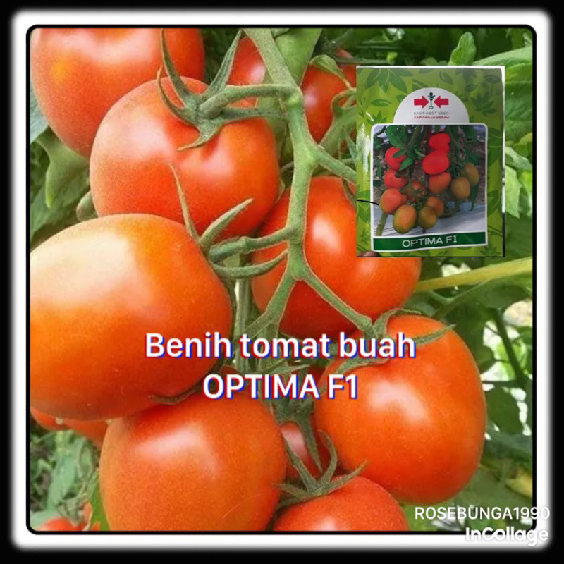 15 Biji - Benih tomat buah OPTIMA F1