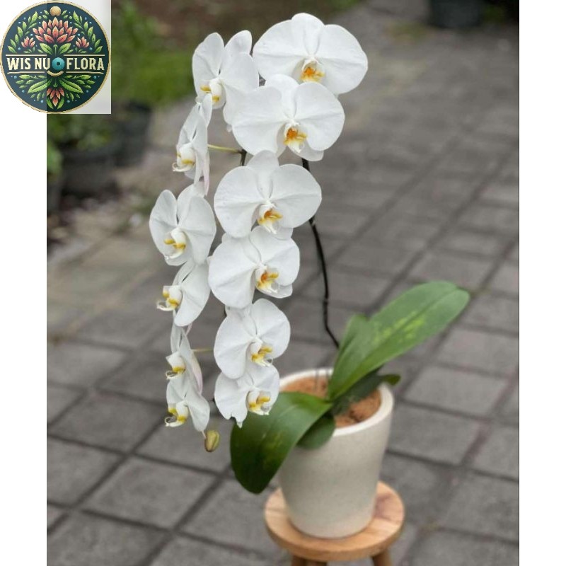 (BISA COD) PROMO Anggrek Bulan Bunga Putih JUMBO PASCA BUNGA / Tanaman Hias Anggrek Bulan Bunga Hias