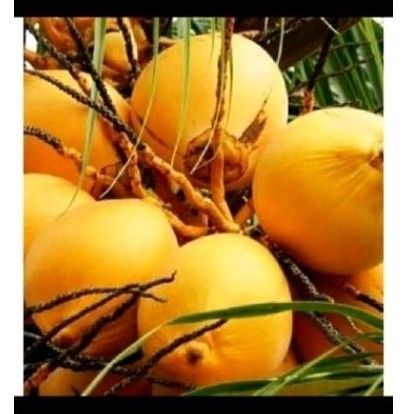 

Redy promo apa gading' buah klapa kuning .