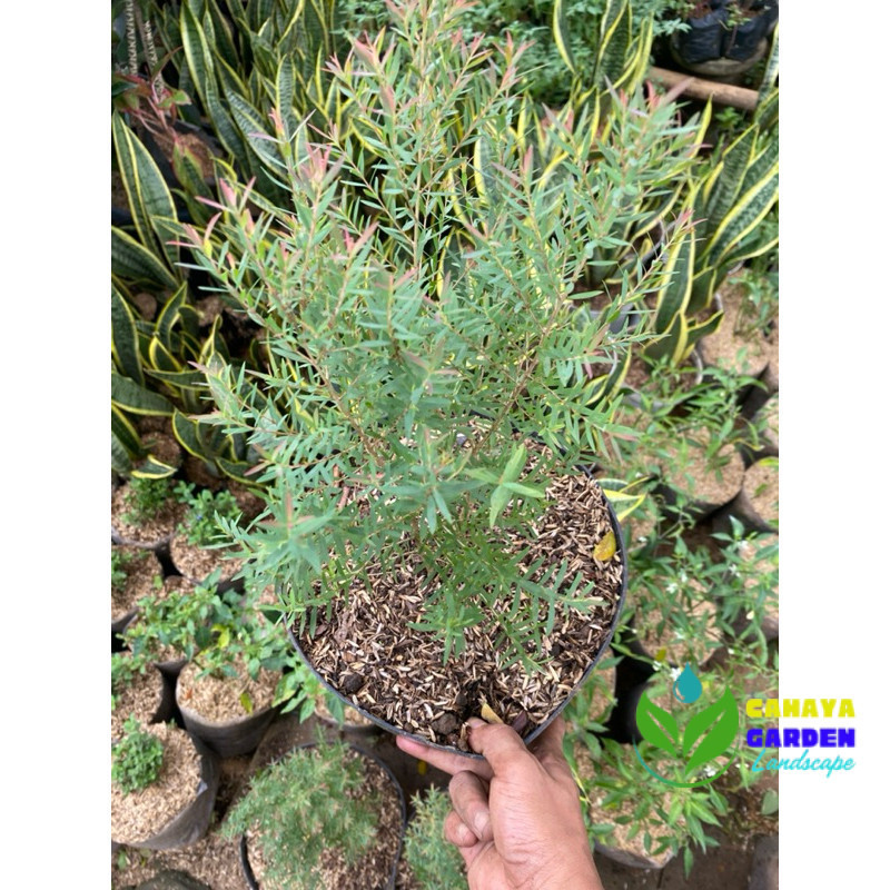 tanaman minyak kayu putih ASLI berdaun wangi tanaman herbal plus pot