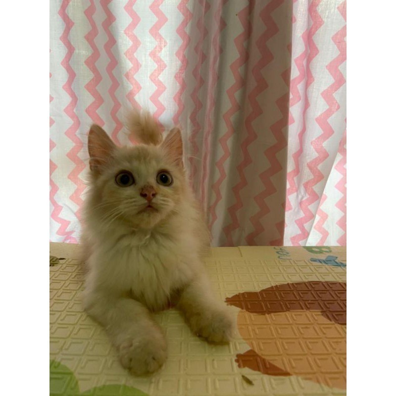 KUCING KITTEN MIX MAINECOON