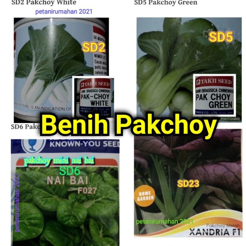 Benih Pakchoy Sawi Daging Sawi Sendok