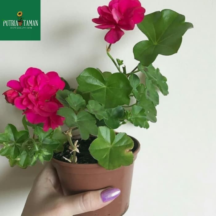 Tanaman Hias Geranium - Merah