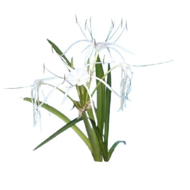 

Jual Daun bakung segar kemasan 250gram organik siap petik