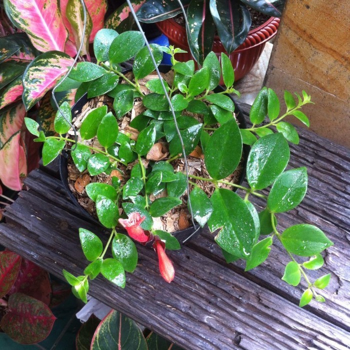 tanaman lipstik gantung bunga merah/tanaman gantung lipstik