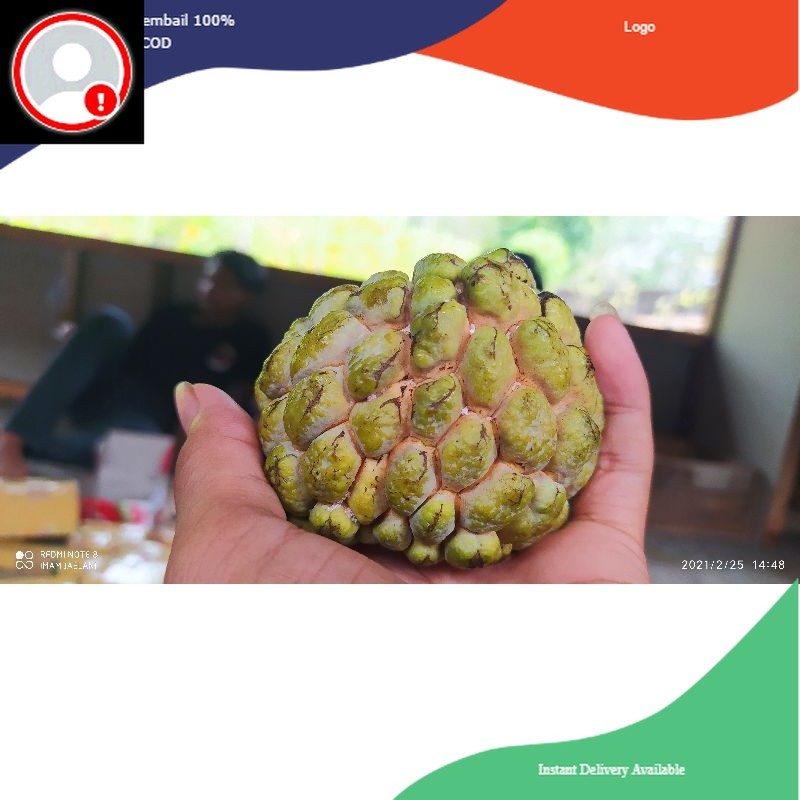 

srikaya matang sarikaya besar fresh