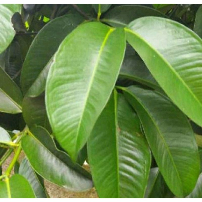 

PROMO DISKON Daun Manggis Segar 1 Kg / Daun manggis Fresh BAHAN TERBAAIK