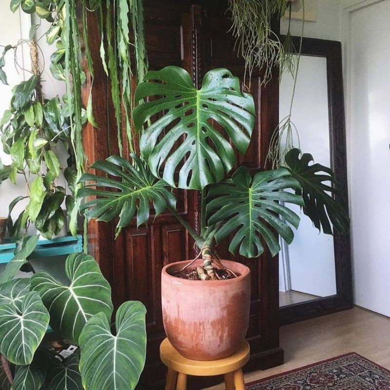 REAL Bonggol monstera king deliciosa-bonggol-monster king-tanaman hidup-bunga hidup-bunga hiasan