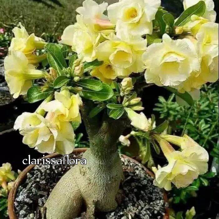 ADENIUM BUNGA TUMPUK KUNING