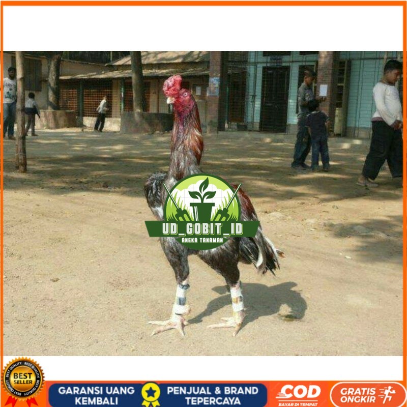

TELUR AYAM GORDZILLA BIG JUMBO UNTUK DI TETASKAN UD_GOBIT_ID