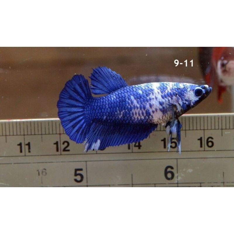 

stiker anomali LIVE Felmale Halfmon Full telur siap bred CUPANG