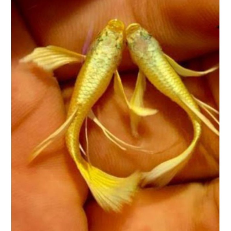 

stiker anomali HIASAN AQUARIUM VVIP SEPASANG GUPPY FULL GOLD GEN RIBBON LINE VIETNAM