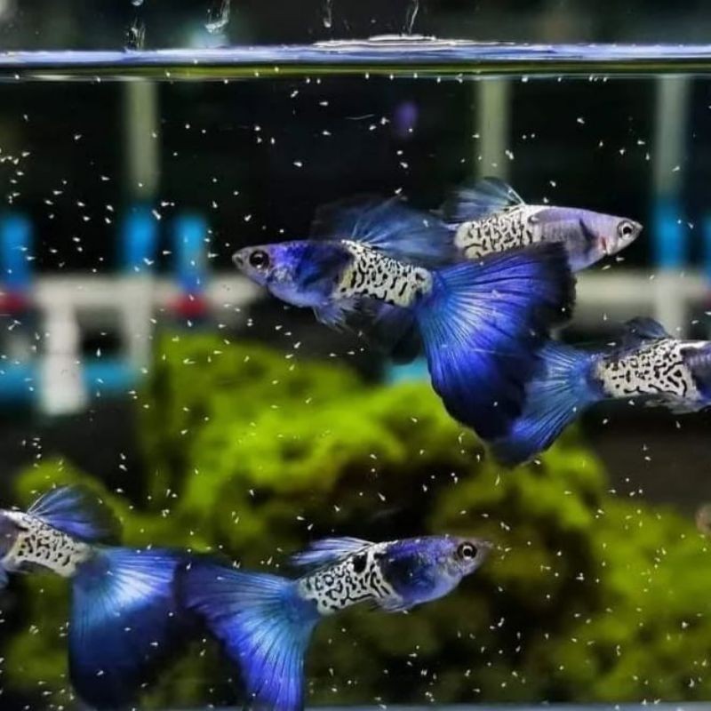 

stiker anomali ikan hias guppy MSSBT (metal snake skin blue tail)hiasan aquarium,kolam dan aquascape sepasang jantan betina trio siap breding