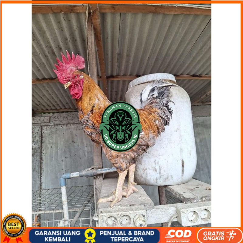 

TELUR FERTIL AYAM LARMOD 2 UNTUK DI TETASKAN UD_SUPER_UNGGUL_ID