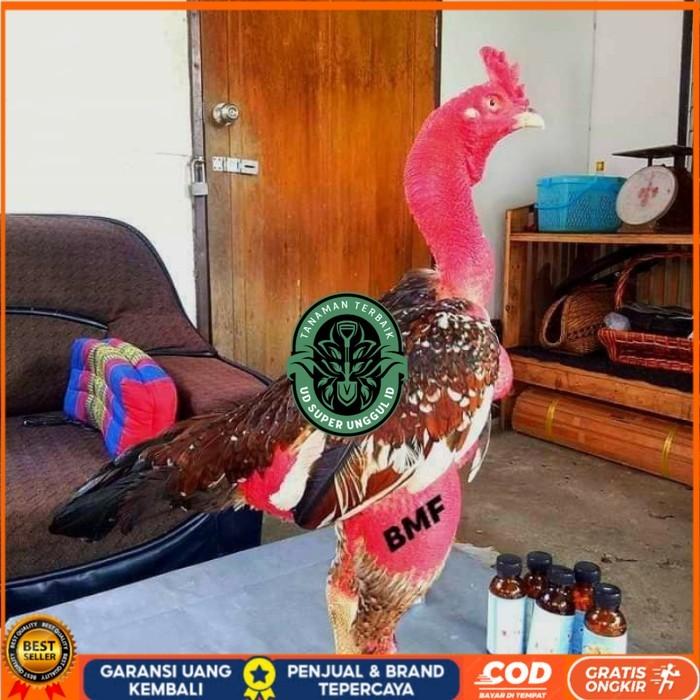 

telur ayam petarung saigon fertil siap ditetaskan - ayam saigon UD_SUPER_UNGGUL_ID