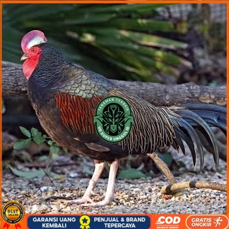 

Telur ayam hutan x jawa / telur ayam hias / telur fertil siap kirim UD_SUPER_UNGGUL_ID