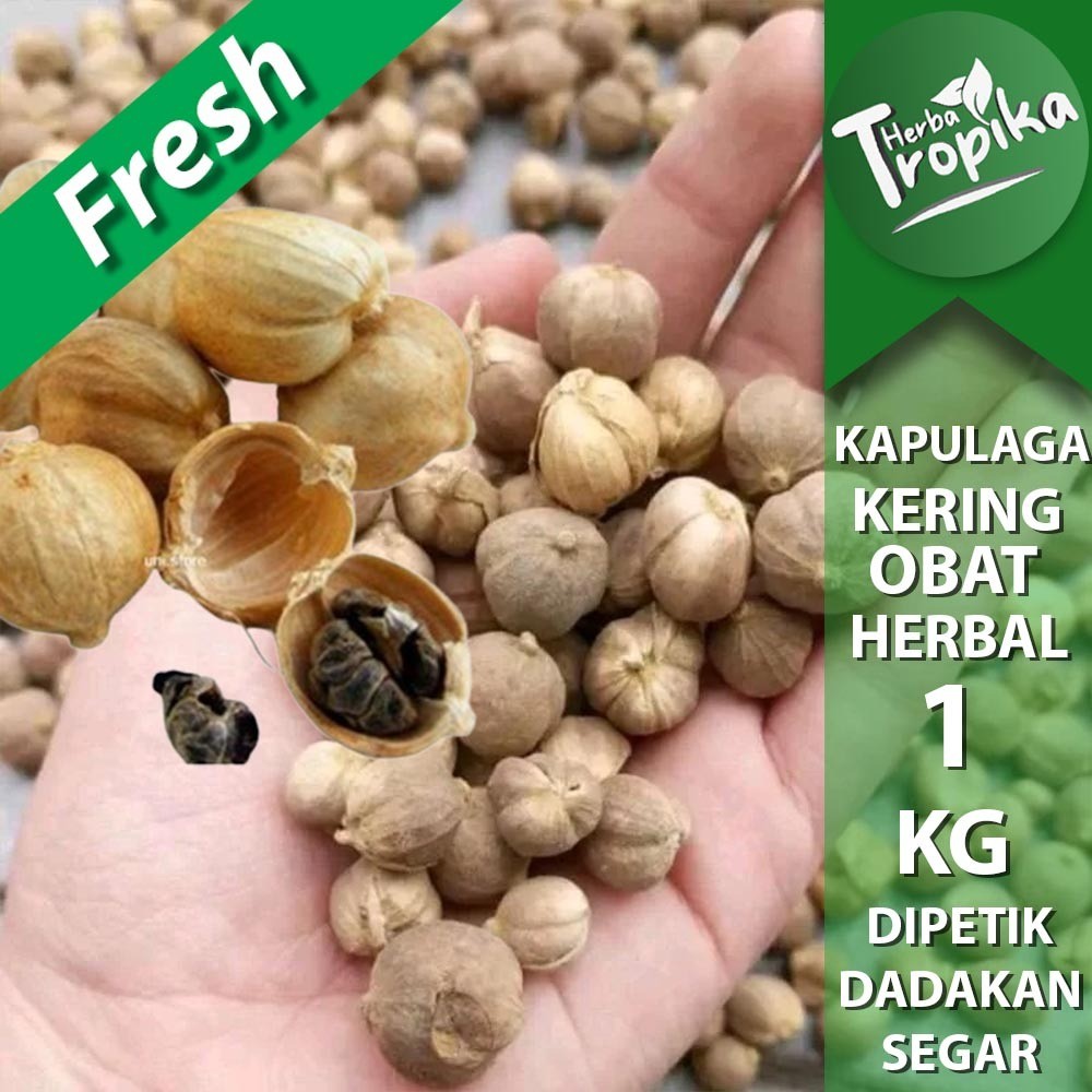 

Kapulaga kering 1 kg Premium rempah dan herbal alami toko herba tropika