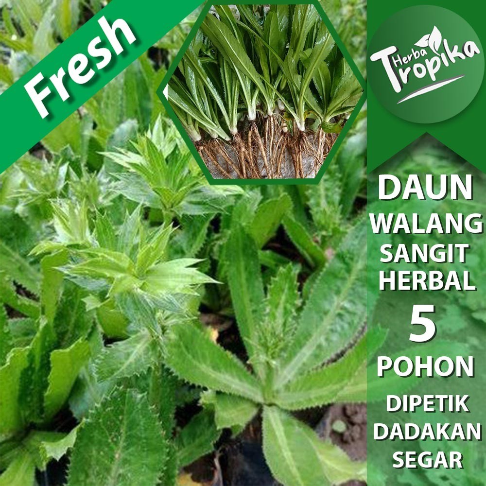 

Daun Walang Sangit plus akar per 5 pohon Obat herbal alami herba tropika