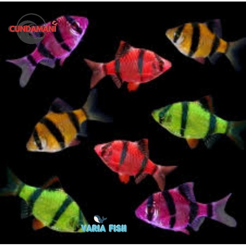 Sumatra Glofish Warna Merah Hijau Pelengkap Aquarium Aquascap Isi 5 Mix Random