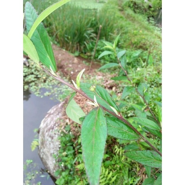 

Daun Sidaguri Jantan Fresh 1kg Herbal COD