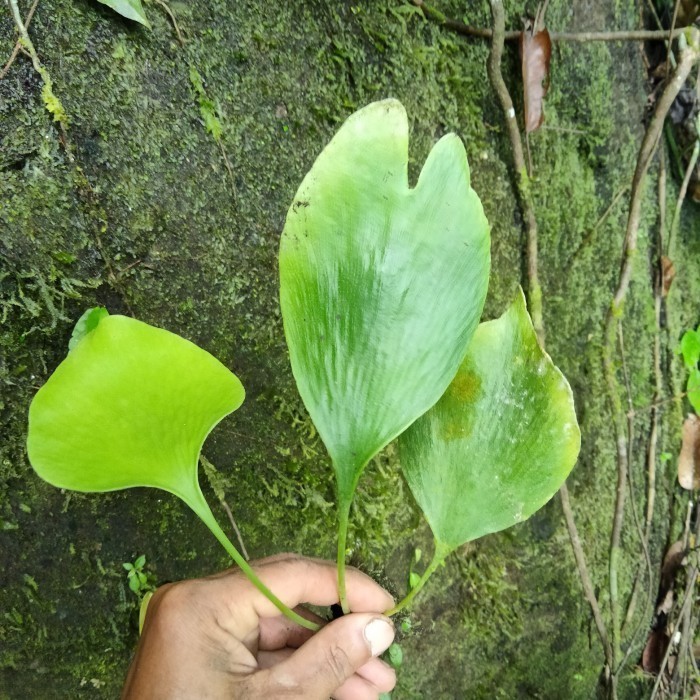 promo tanaman hias suplir daun centong langka Herbal COD