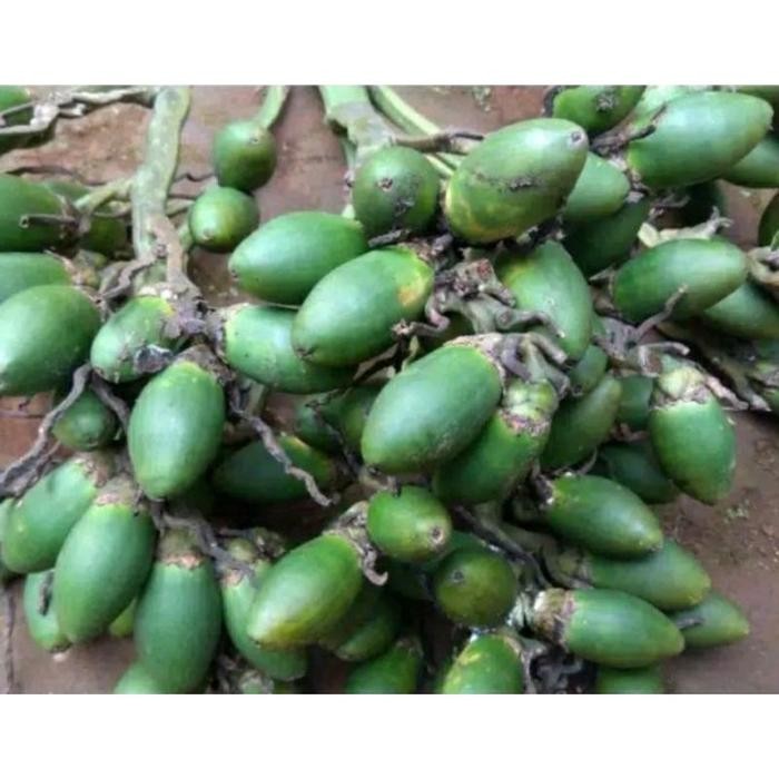 

ready buah pinang muda segar 500 gram fres benar" muda