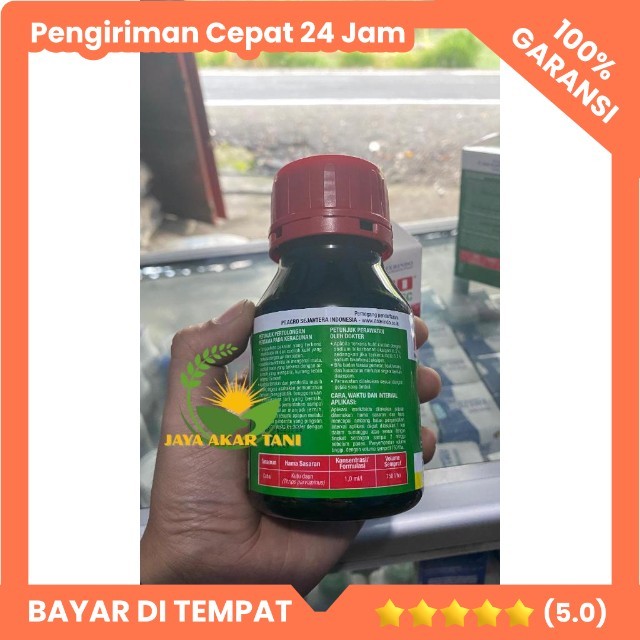 Obat insektisida keriting Daun Cabe Cabai METRO 250 ML Cabe Daun keriting Tanaman