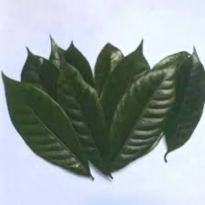 

50 Lembar daun pala segar di petik langsung dari pohon