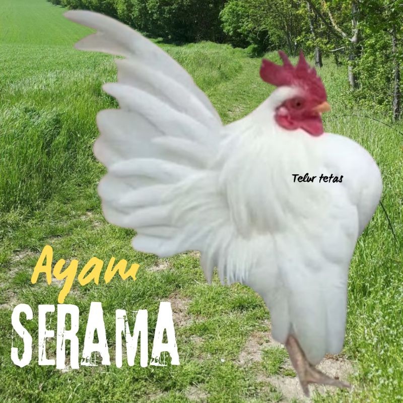 

telur ayam Serama kontes asli bisa untuk di tetaskan