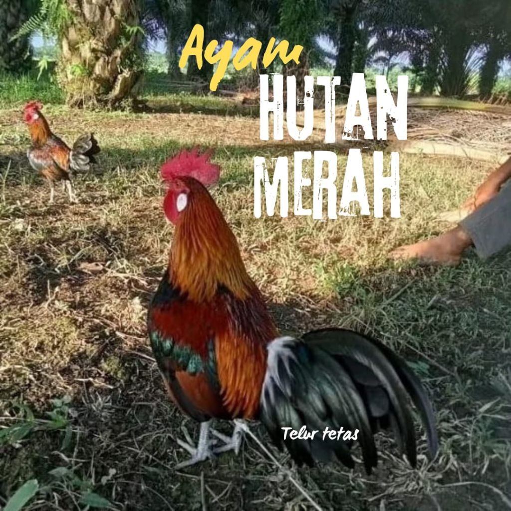 

telur ayam hutan asli warna merah untuk di tetaskan
