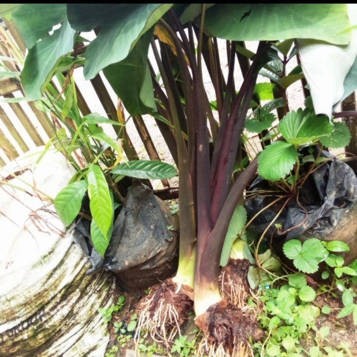 promo bibit talas ungu/lompong organik segar Terbaru ready