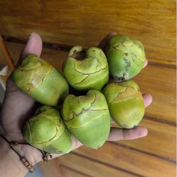 

Beluluk Kelapa Muda 1kg Asli segar || tembuluk kelapa kecil