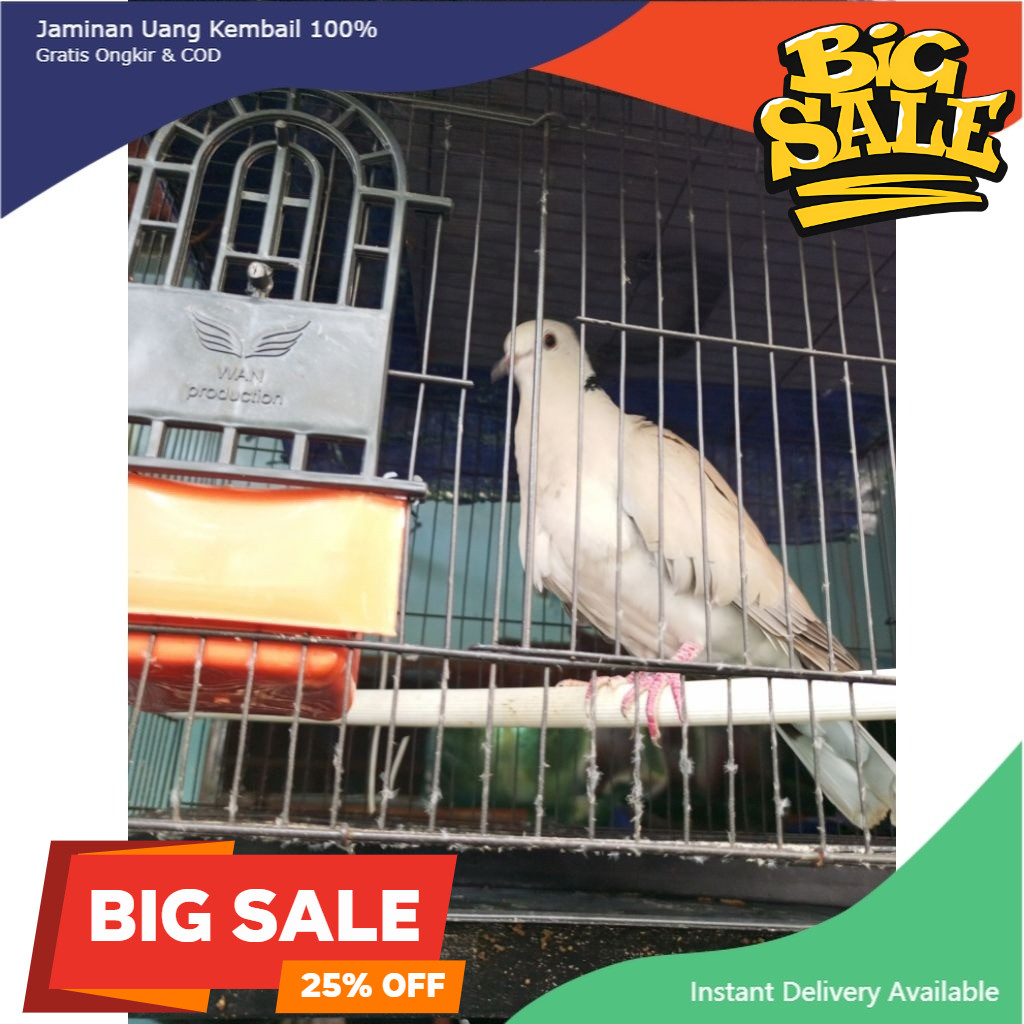 Burung Puter pelung asli, JANTAN dewasa, suara panjang, rajin bunyi.