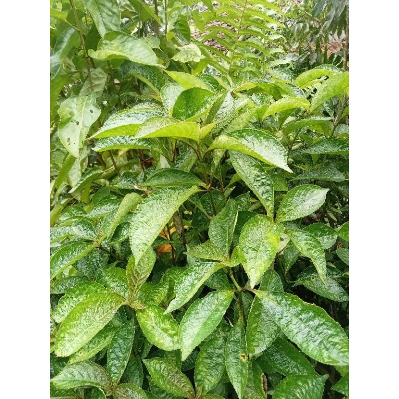 

Daun keji beling 1000 gram, pres /segar di ambil saat orderan masuk