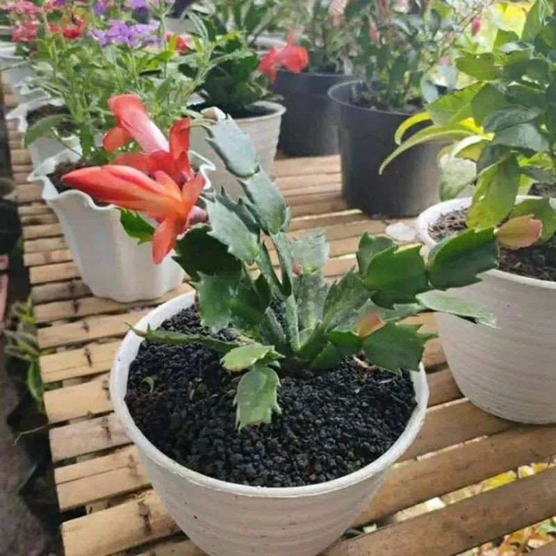 TERLARIS TANAMAN HIAS WIJAYA KUSUMA  KEPITING BUNGA MERAH