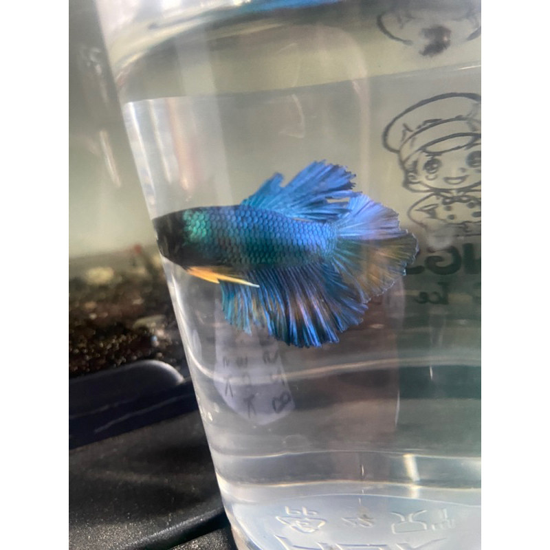 

stiker anomali cupang halfmoon random