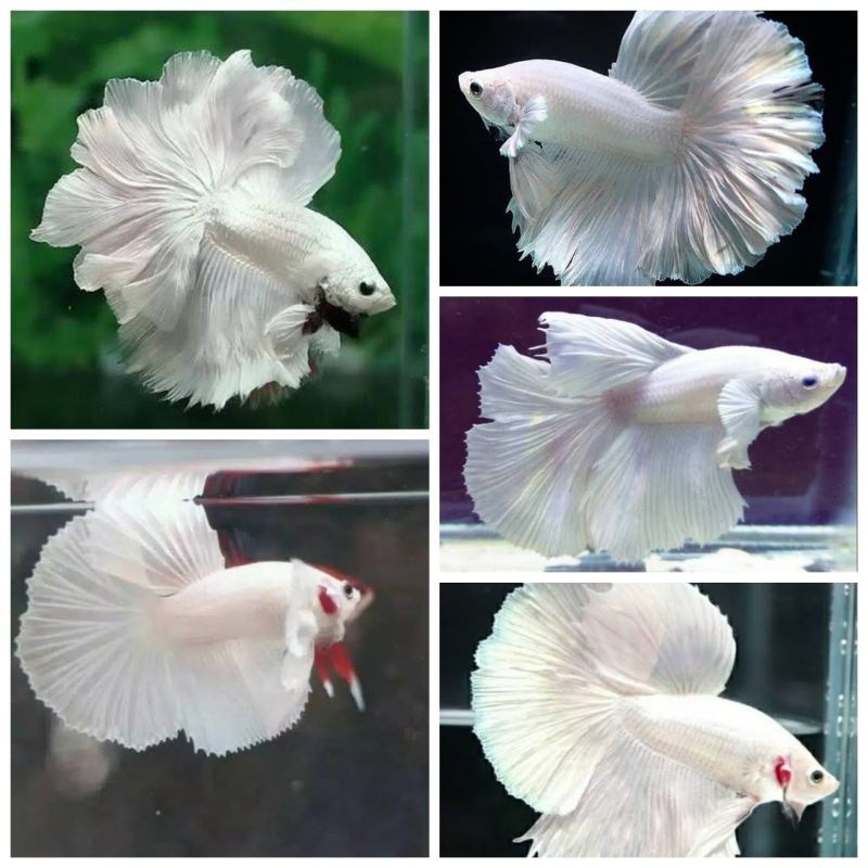 

stiker anomali Cupang Halfmoon white platinum - ikan cupang warna putih