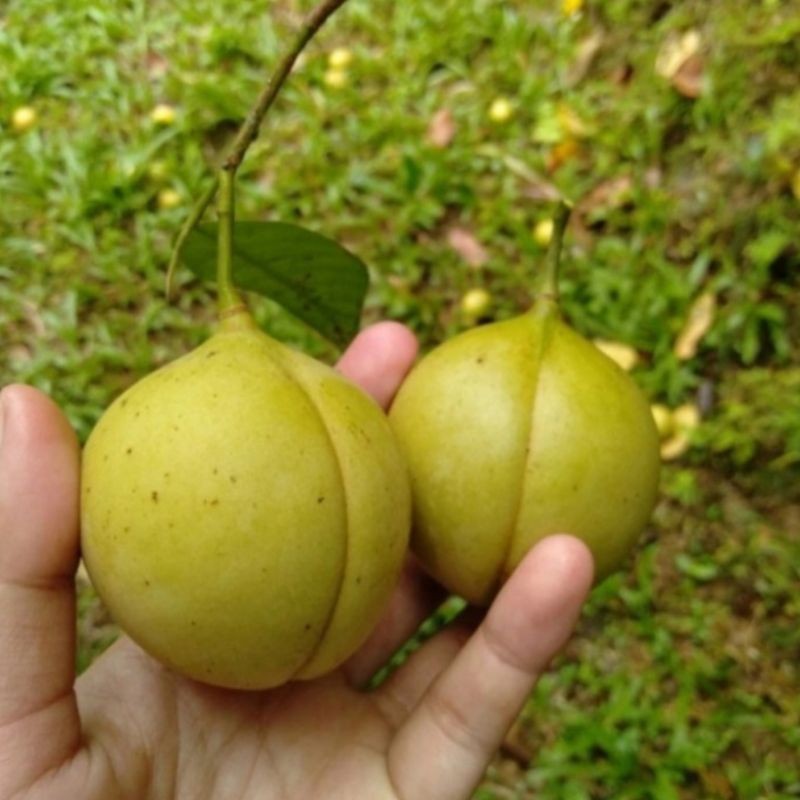 

BUAH PALA SEGAR 1 KG BULAT SUPER [GRATIS ONGKIR]
