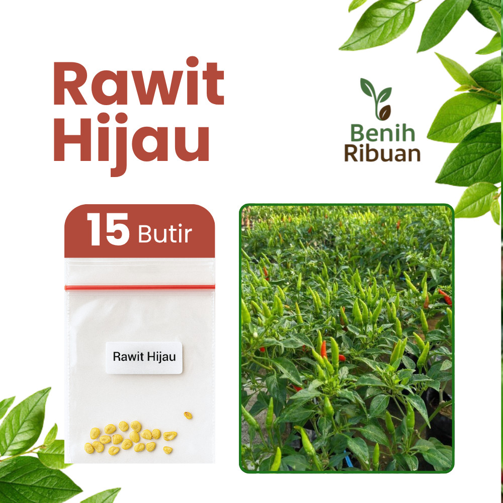BENIH RIBUAN - Benih Cabai Rawit Hijau Unggul Bibit Cabe Rawit Pedas Super Bibit Berkualitas