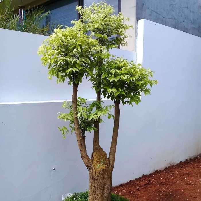 Bibit Bonsai Anting Putri/Tanaman Anting Putri