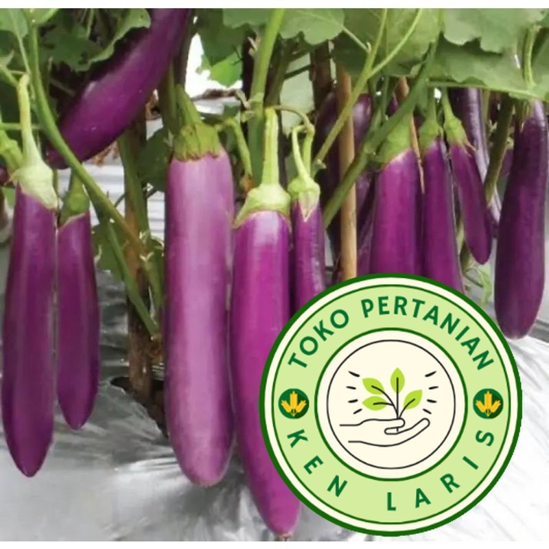 READY BIBIT TERONG UNGU BESAR PANJANG  100 BENIH (B.B.19)