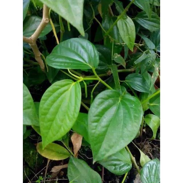 

Daun Sirih Hijau obat herbal